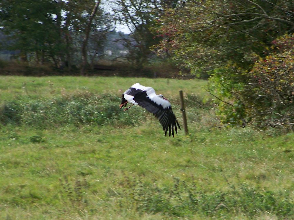 Wiemerstedt in Dithmarschen